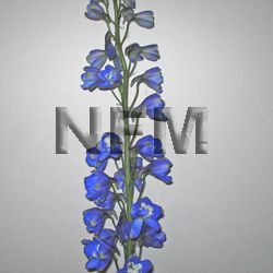 delphiniums dark blue flower